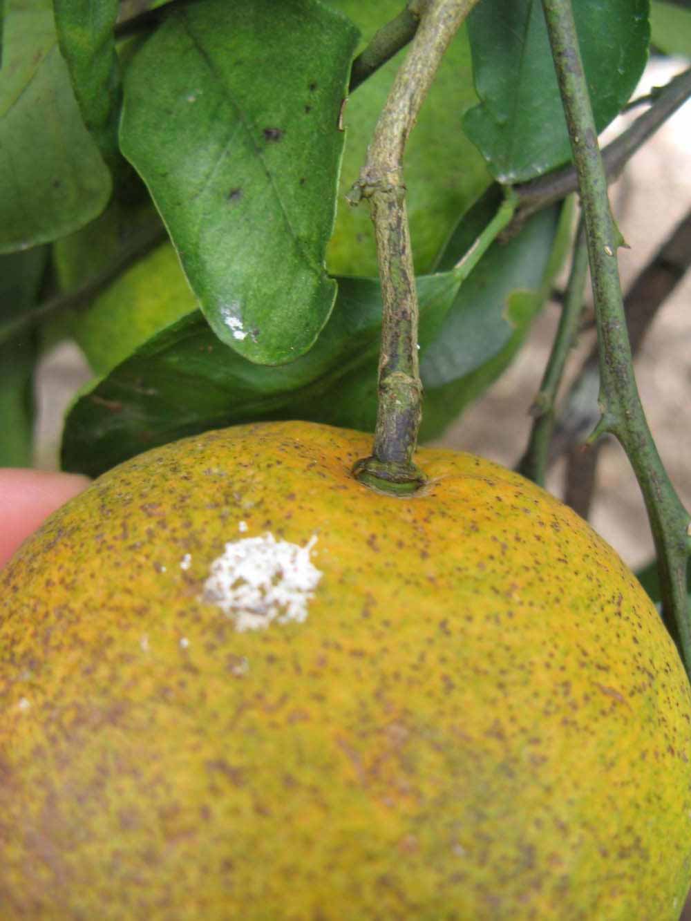            Fruit (Winter Haven, FL)   